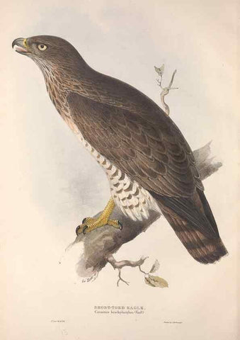 Reproducción/Reproduction 9398527477: The birds of Europe.. London,Printed by R. and J.E. Taylor, pub. by the author,1837.
