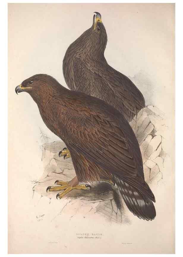 Reproducción/Reproduction 9398518203: The birds of Europe.. London,Printed by R. and J.E. Taylor, pub. by the author,1837.
