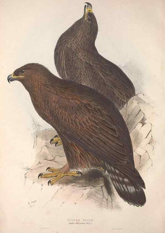 Reproducción/Reproduction 9398518203: The birds of Europe.. London,Printed by R. and J.E. Taylor, pub. by the author,1837.