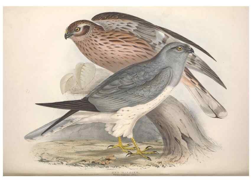 Reproducción/Reproduction 9401318694: The birds of Europe.. London,Printed by R. and J.E. Taylor, pub. by the author,1837.