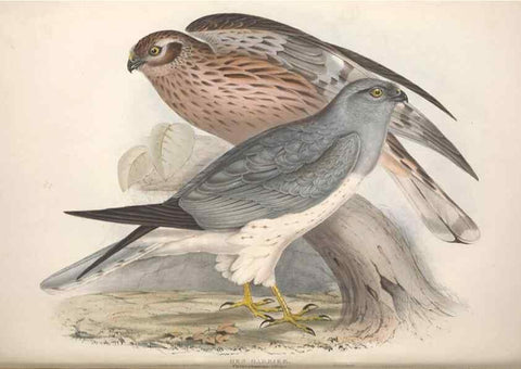 Reproducción/Reproduction 9401318694: The birds of Europe.. London,Printed by R. and J.E. Taylor, pub. by the author,1837.