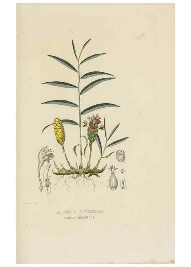 Reproducción/Reproduction 9371325842: Dictionnaire classique des sciences naturelles :. Brussels :Meline, Cans et Ce.,1853.