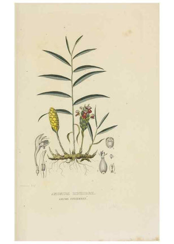 Reproducción/Reproduction 9371325842: Dictionnaire classique des sciences naturelles :. Brussels :Meline, Cans et Ce.,1853.