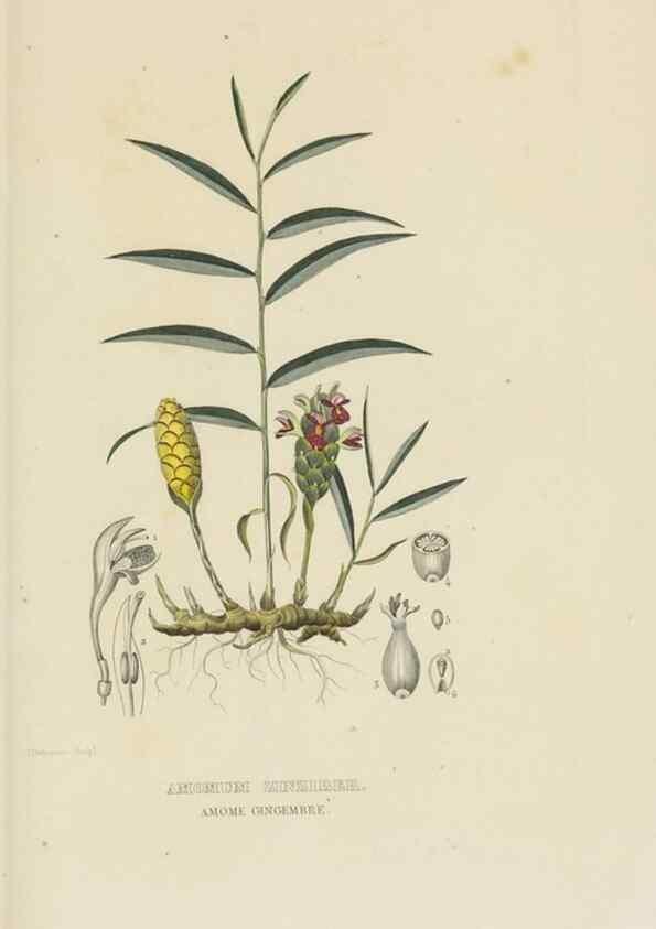Reproducción/Reproduction 9371325842: Dictionnaire classique des sciences naturelles :. Brussels :Meline, Cans et Ce.,1853.