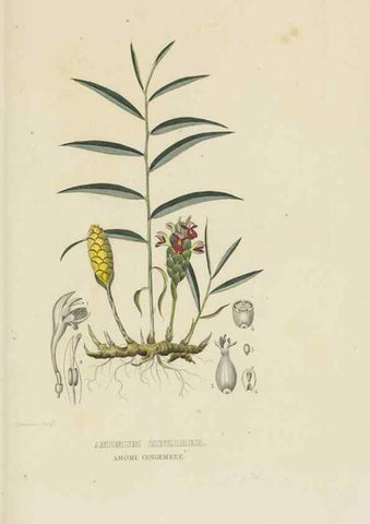 Reproducción/Reproduction 9371325842: Dictionnaire classique des sciences naturelles :. Brussels :Meline, Cans et Ce.,1853.
