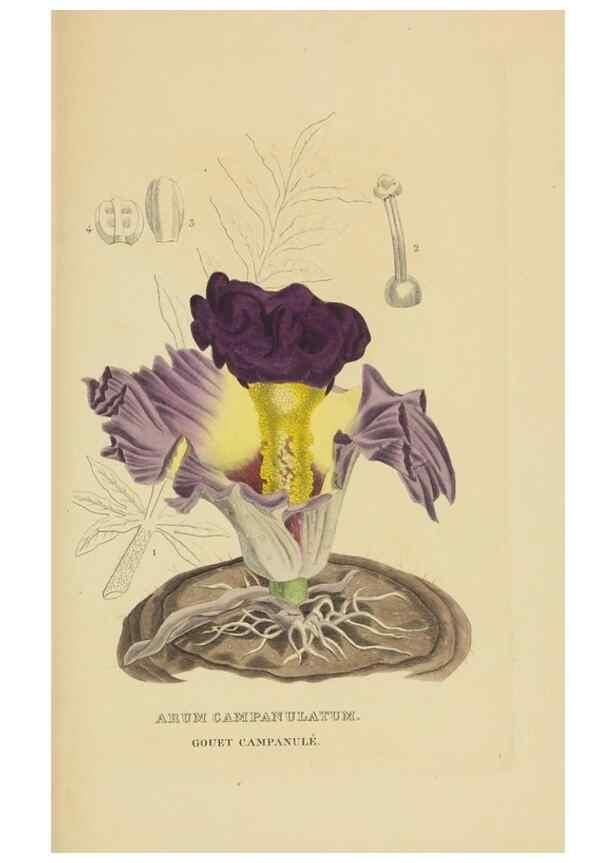 Reproducción/Reproduction 9368545727: Dictionnaire classique des sciences naturelles :. Brussels :Meline, Cans et Ce.,1853.