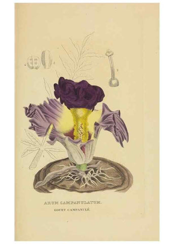 Reproducción/Reproduction 9368545727: Dictionnaire classique des sciences naturelles :. Brussels :Meline, Cans et Ce.,1853.