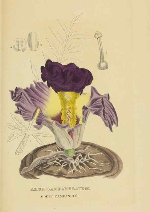 Reproducción/Reproduction 9368545727: Dictionnaire classique des sciences naturelles :. Brussels :Meline, Cans et Ce.,1853.