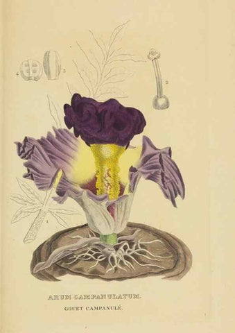 Reproducción/Reproduction 9368545727: Dictionnaire classique des sciences naturelles :. Brussels :Meline, Cans et Ce.,1853.