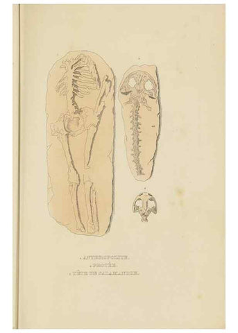 Reproducción/Reproduction 9371271080: Dictionnaire classique des sciences naturelles :. Brussels :Meline, Cans et Ce.,1853.