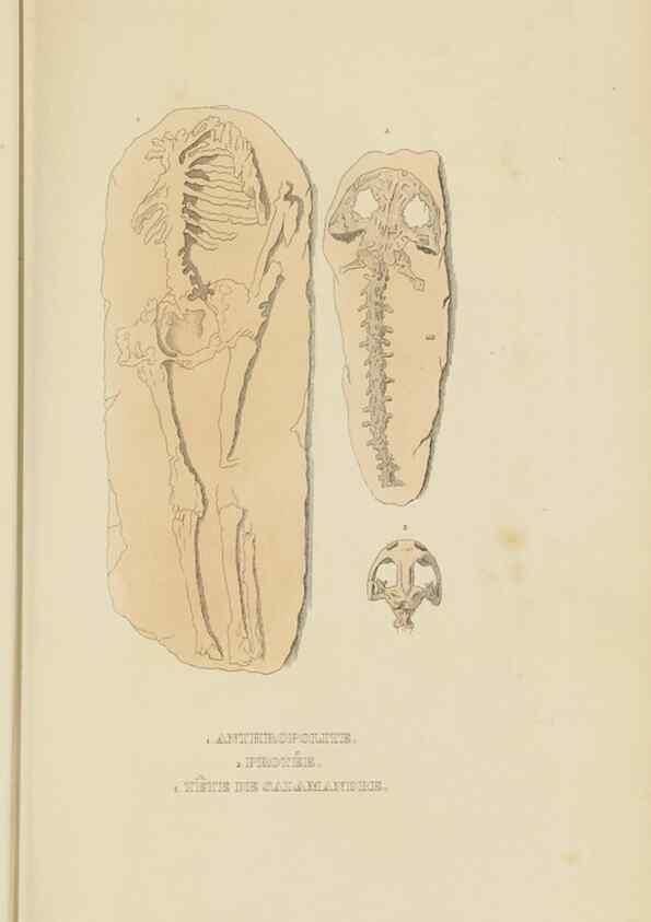 Reproducción/Reproduction 9371271080: Dictionnaire classique des sciences naturelles :. Brussels :Meline, Cans et Ce.,1853.