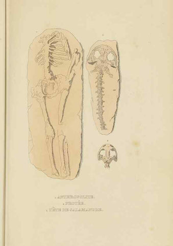 Reproducción/Reproduction 9371271080: Dictionnaire classique des sciences naturelles :. Brussels :Meline, Cans et Ce.,1853.