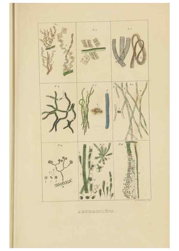 Reproducción/Reproduction 9371272072: Dictionnaire classique des sciences naturelles :. Brussels :Meline, Cans et Ce.,1853.