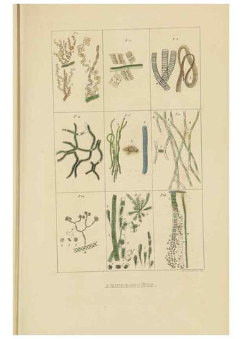 Reproducción/Reproduction 9371272072: Dictionnaire classique des sciences naturelles :. Brussels :Meline, Cans et Ce.,1853.