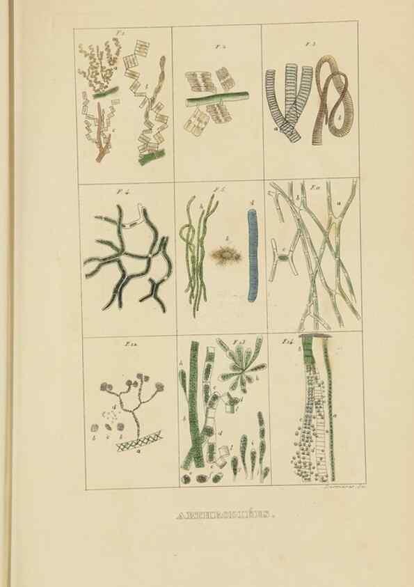 Reproducción/Reproduction 9371272072: Dictionnaire classique des sciences naturelles :. Brussels :Meline, Cans et Ce.,1853.