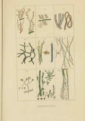 Reproducción/Reproduction 9371272072: Dictionnaire classique des sciences naturelles :. Brussels :Meline, Cans et Ce.,1853.