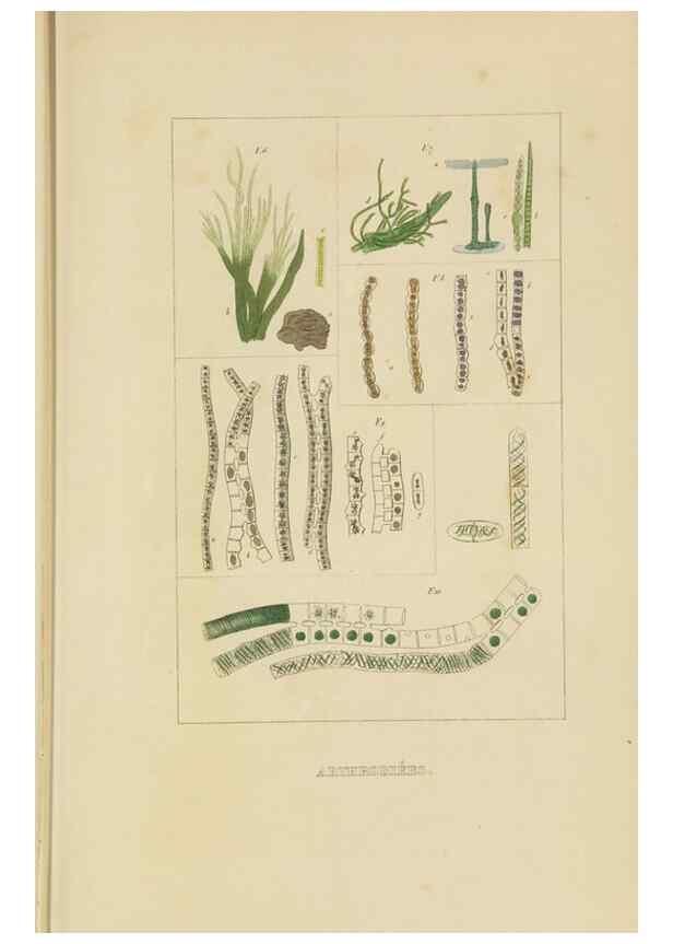 Reproducción/Reproduction 9368494097: Dictionnaire classique des sciences naturelles :. Brussels :Meline, Cans et Ce.,1853.