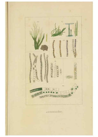 Reproducción/Reproduction 9368494097: Dictionnaire classique des sciences naturelles :. Brussels :Meline, Cans et Ce.,1853.