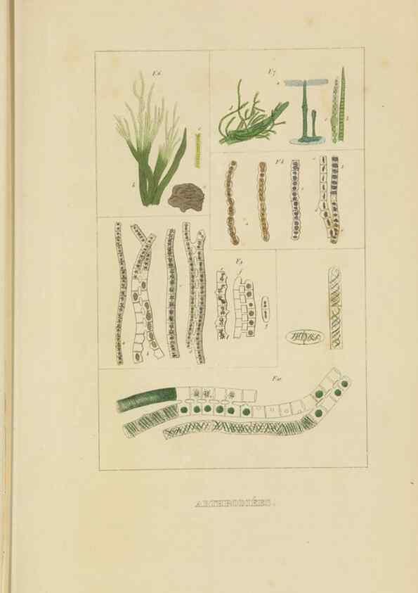 Reproducción/Reproduction 9368494097: Dictionnaire classique des sciences naturelles :. Brussels :Meline, Cans et Ce.,1853.