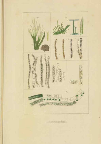 Reproducción/Reproduction 9368494097: Dictionnaire classique des sciences naturelles :. Brussels :Meline, Cans et Ce.,1853.