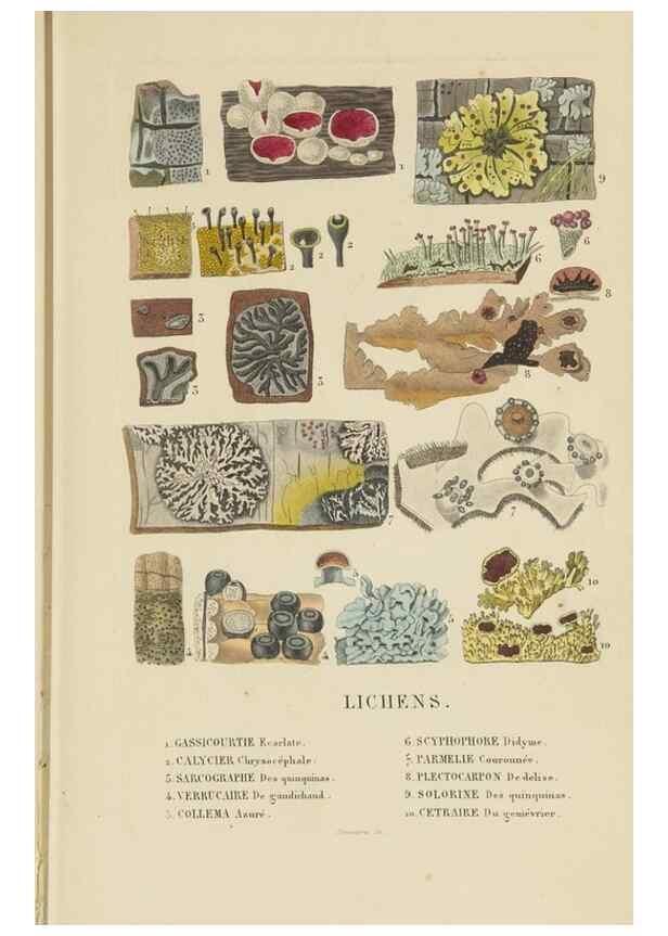 Reproducción/Reproduction 9368495227: Dictionnaire classique des sciences naturelles :. Brussels :Meline, Cans et Ce.,1853.