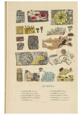 Reproducción/Reproduction 9368495227: Dictionnaire classique des sciences naturelles :. Brussels :Meline, Cans et Ce.,1853.