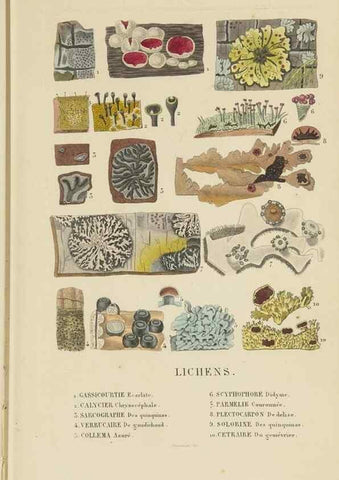 Reproducción/Reproduction 9368495227: Dictionnaire classique des sciences naturelles :. Brussels :Meline, Cans et Ce.,1853.