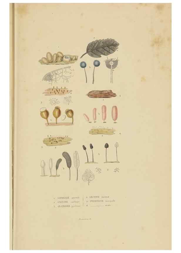 Reproducción/Reproduction 9368496085: Dictionnaire classique des sciences naturelles :. Brussels :Meline, Cans et Ce.,1853.