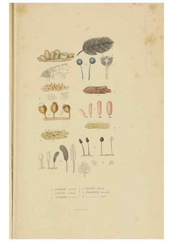 Reproducción/Reproduction 9368496085: Dictionnaire classique des sciences naturelles :. Brussels :Meline, Cans et Ce.,1853.