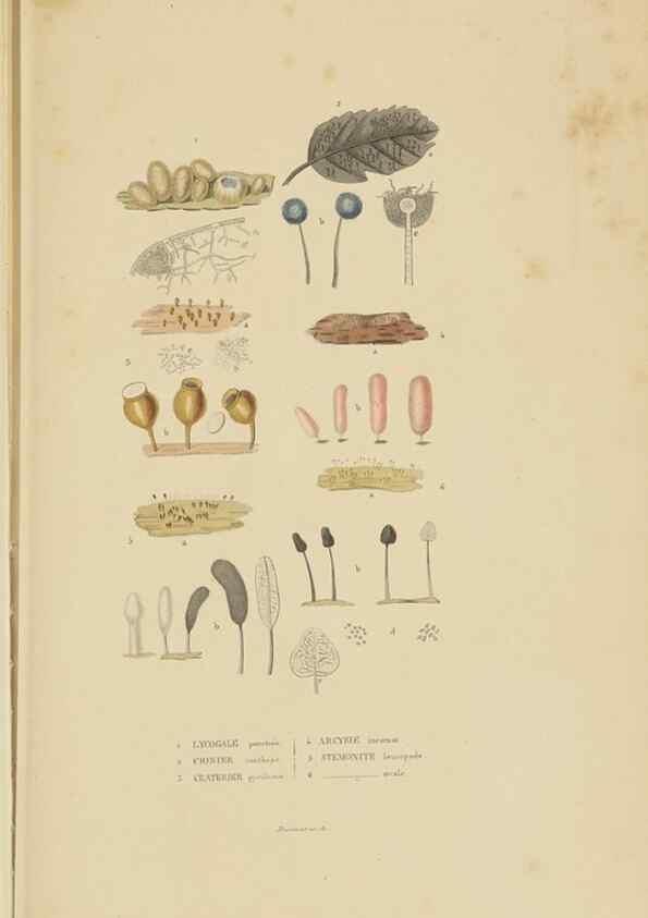 Reproducción/Reproduction 9368496085: Dictionnaire classique des sciences naturelles :. Brussels :Meline, Cans et Ce.,1853.
