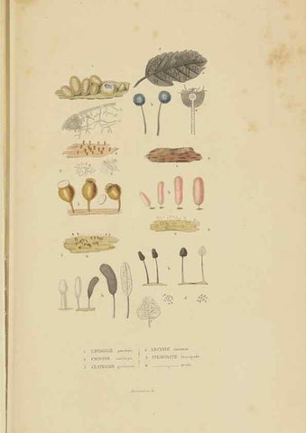 Reproducción/Reproduction 9368496085: Dictionnaire classique des sciences naturelles :. Brussels :Meline, Cans et Ce.,1853.