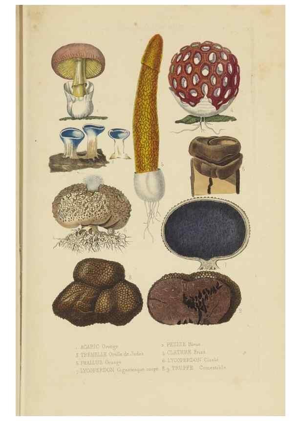 Reproducción/Reproduction 9368497105: Dictionnaire classique des sciences naturelles :. Brussels :Meline, Cans et Ce.,1853.