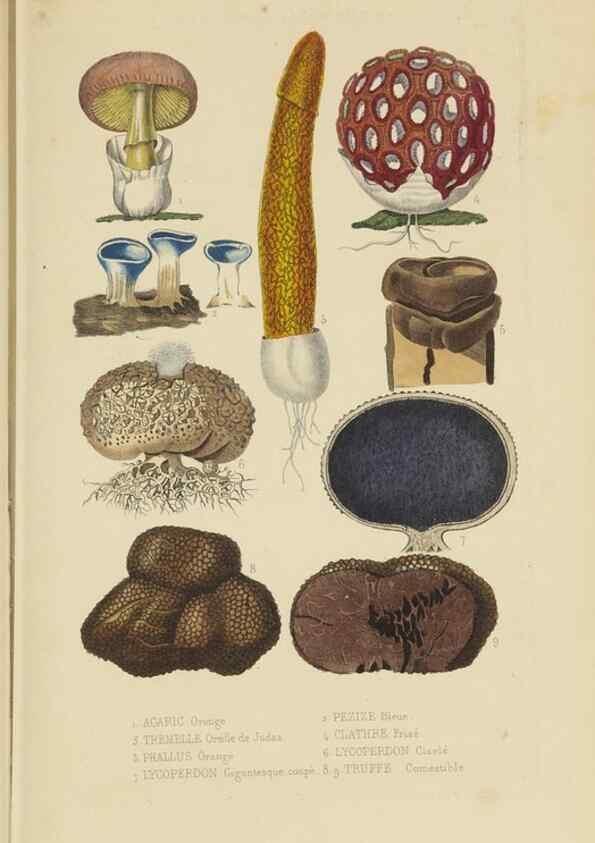 Reproducción/Reproduction 9368497105: Dictionnaire classique des sciences naturelles :. Brussels :Meline, Cans et Ce.,1853.
