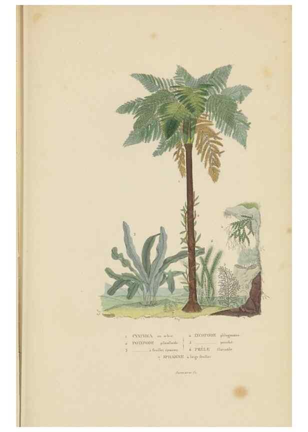 Reproducción/Reproduction 9371276802: Dictionnaire classique des sciences naturelles :. Brussels :Meline, Cans et Ce.,1853.