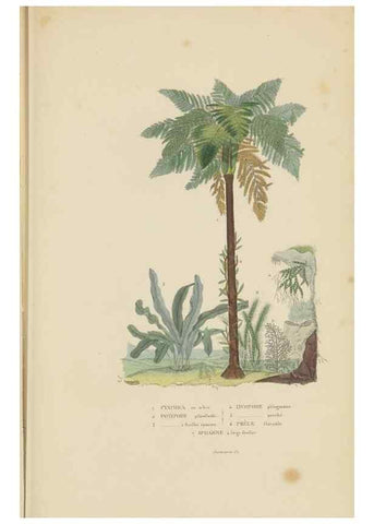Reproducción/Reproduction 9371276802: Dictionnaire classique des sciences naturelles :. Brussels :Meline, Cans et Ce.,1853.