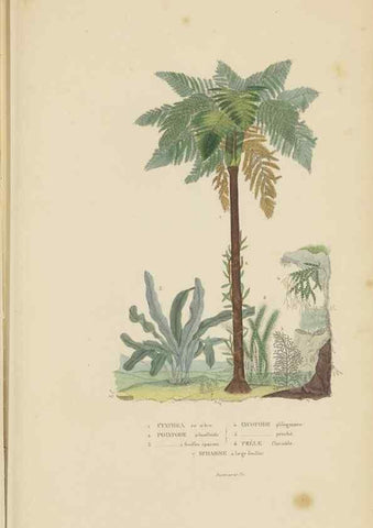 Reproducción/Reproduction 9371276802: Dictionnaire classique des sciences naturelles :. Brussels :Meline, Cans et Ce.,1853.