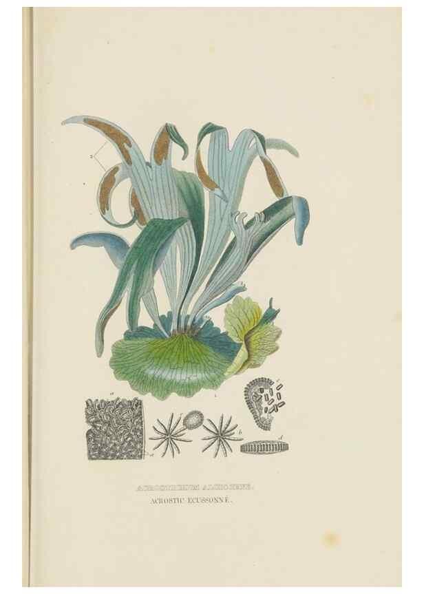 Reproducción/Reproduction 9368499205: Dictionnaire classique des sciences naturelles :. Brussels :Meline, Cans et Ce.,1853.