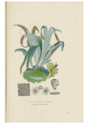 Reproducción/Reproduction 9368499205: Dictionnaire classique des sciences naturelles :. Brussels :Meline, Cans et Ce.,1853.