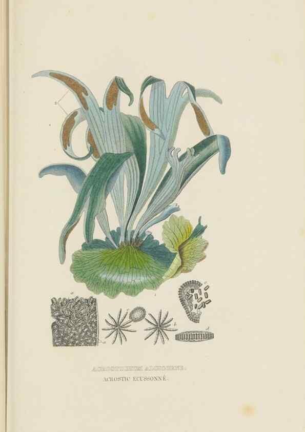 Reproducción/Reproduction 9368499205: Dictionnaire classique des sciences naturelles :. Brussels :Meline, Cans et Ce.,1853.