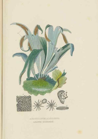 Reproducción/Reproduction 9368499205: Dictionnaire classique des sciences naturelles :. Brussels :Meline, Cans et Ce.,1853.