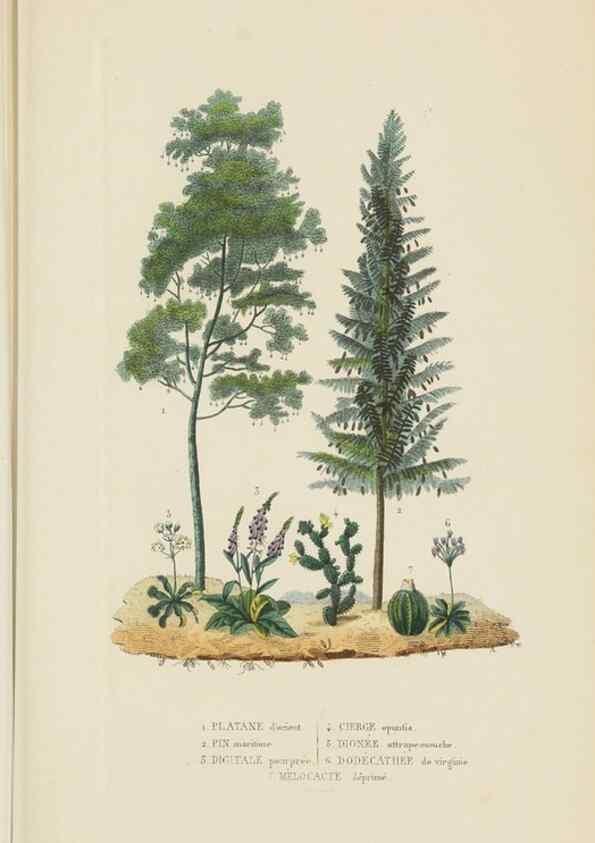 Reproducción/Reproduction 9368500347: Dictionnaire classique des sciences naturelles :. Brussels :Meline, Cans et Ce.,1853.