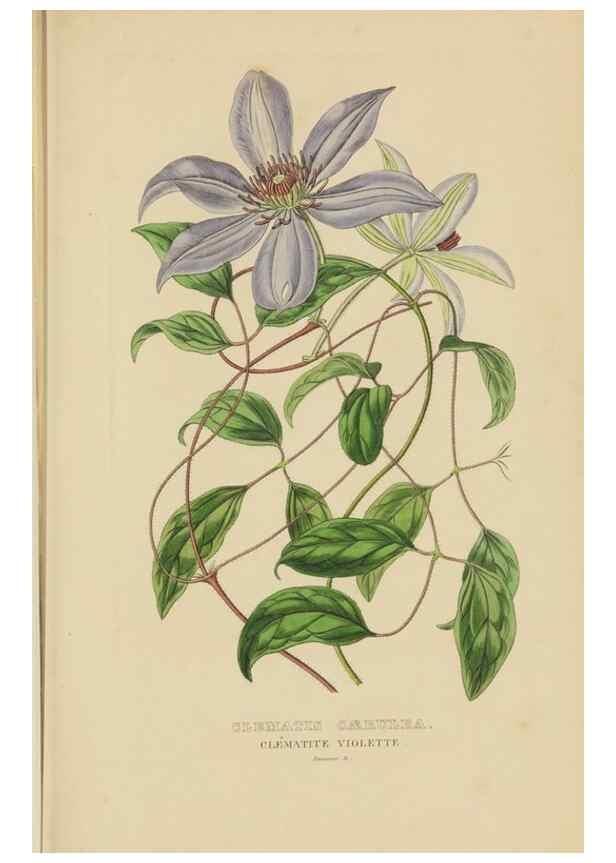 Reproducción/Reproduction 9371280136: Dictionnaire classique des sciences naturelles :. Brussels :Meline, Cans et Ce.,1853.