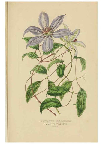 Reproducción/Reproduction 9371280136: Dictionnaire classique des sciences naturelles :. Brussels :Meline, Cans et Ce.,1853.