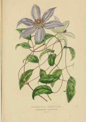 Reproducción/Reproduction 9371280136: Dictionnaire classique des sciences naturelles :. Brussels :Meline, Cans et Ce.,1853.
