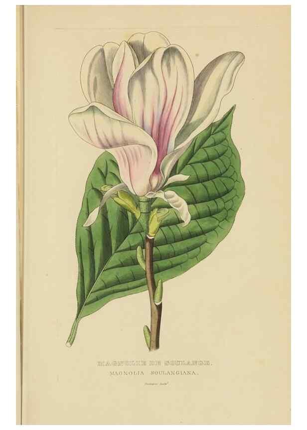 Reproducción/Reproduction 9371281062: Dictionnaire classique des sciences naturelles :. Brussels :Meline, Cans et Ce.,1853.