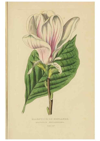 Reproducción/Reproduction 9371281062: Dictionnaire classique des sciences naturelles :. Brussels :Meline, Cans et Ce.,1853.