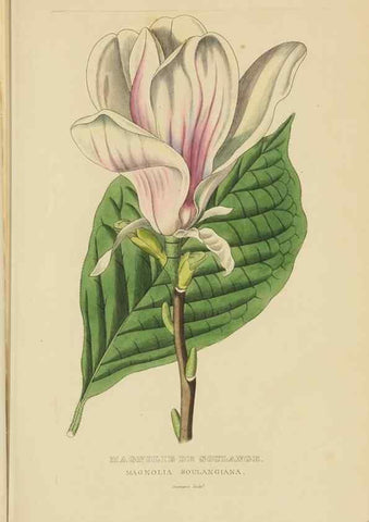 Reproducción/Reproduction 9371281062: Dictionnaire classique des sciences naturelles :. Brussels :Meline, Cans et Ce.,1853.
