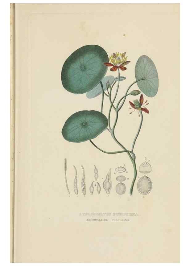 Reproducción/Reproduction 9368503133: Dictionnaire classique des sciences naturelles :. Brussels :Meline, Cans et Ce.,1853.