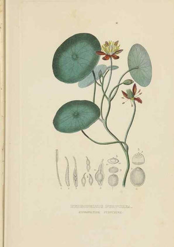 Reproducción/Reproduction 9368503133: Dictionnaire classique des sciences naturelles :. Brussels :Meline, Cans et Ce.,1853.