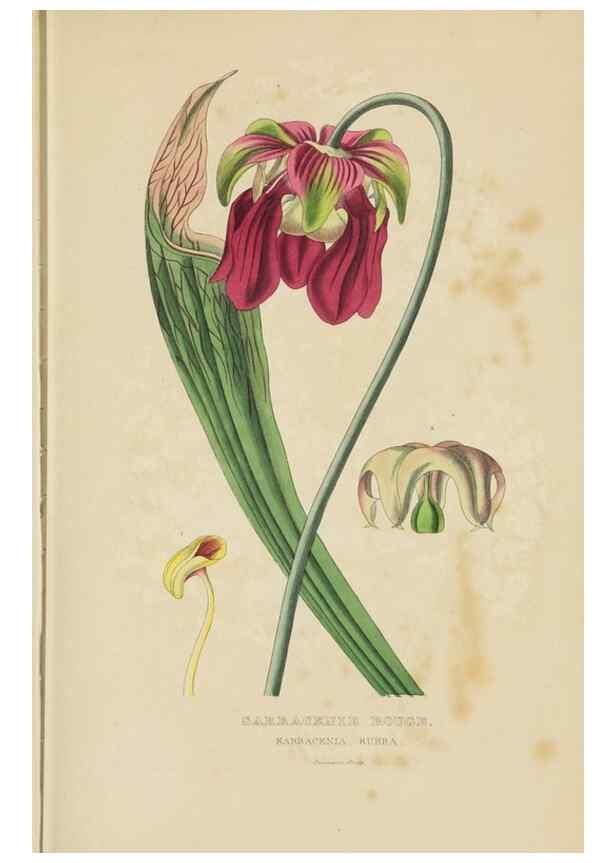 Reproducción/Reproduction 9368504135: Dictionnaire classique des sciences naturelles :. Brussels :Meline, Cans et Ce.,1853.